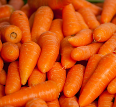 Fresh Carrot
