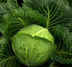 Fresh Green Cabbage