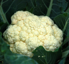 Fresh Cauliflower (Export Quality)