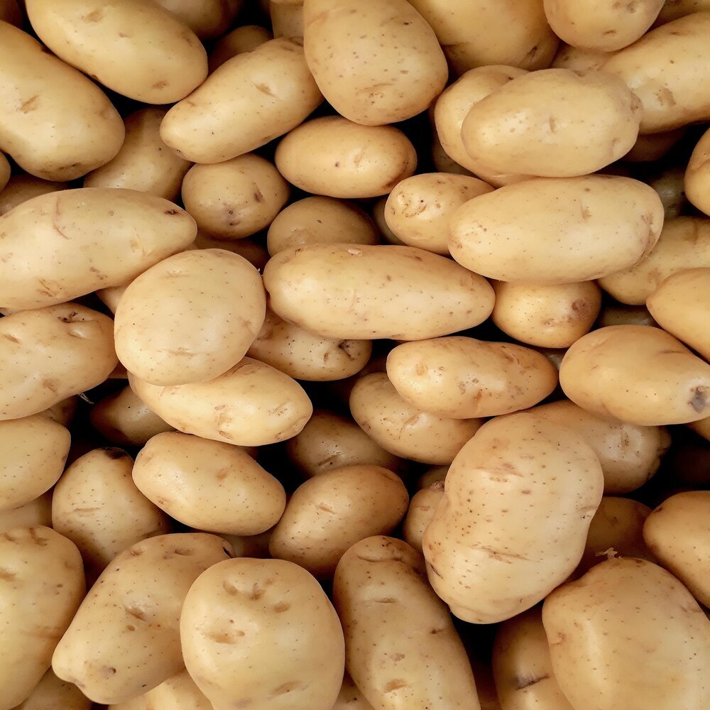 Bangladesh Round Potato (Fresh Table Potato) - Image 3