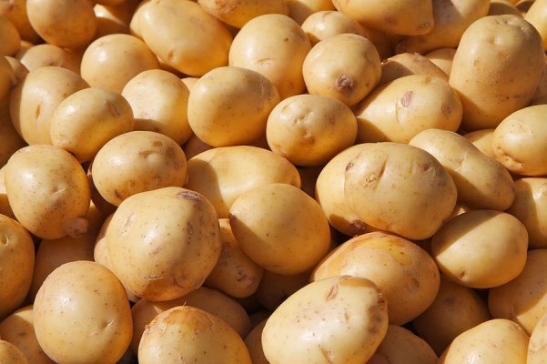 Bangladesh Round Potato (Fresh Table Potato) - Image 2